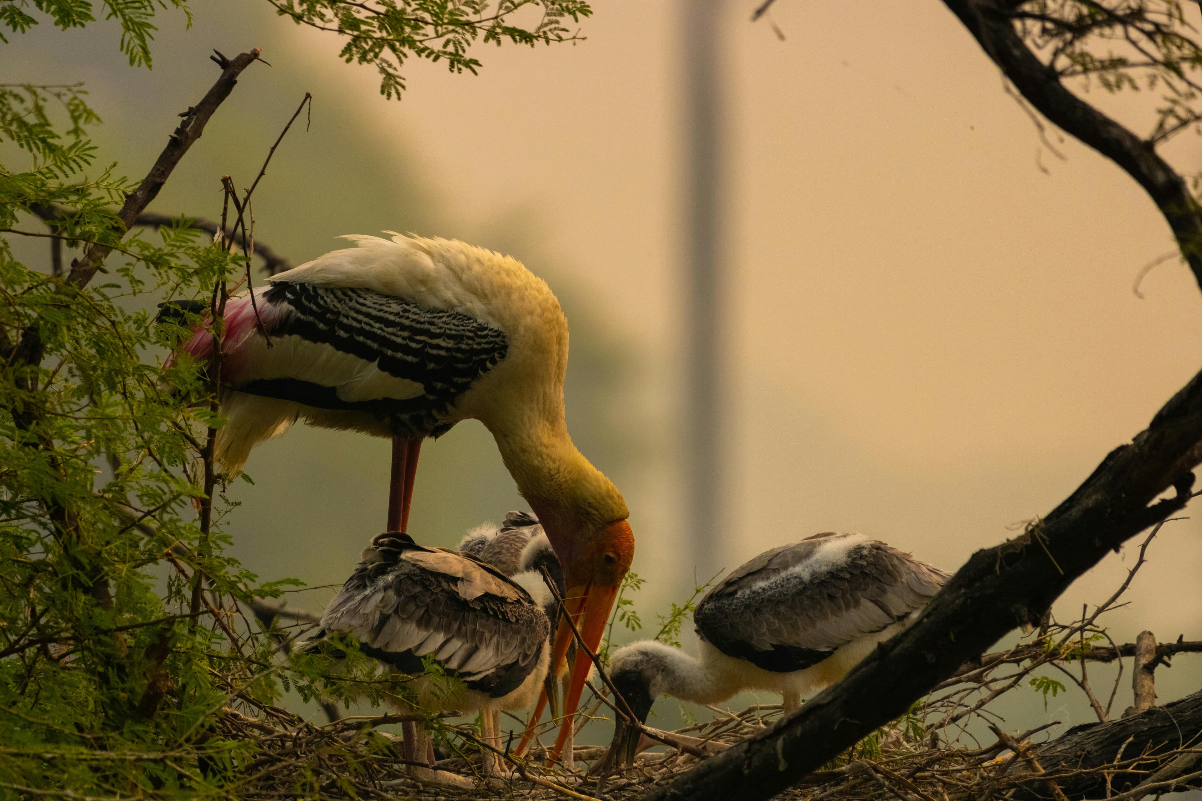 Delhi Agra Jaipur Ranthambore Tour