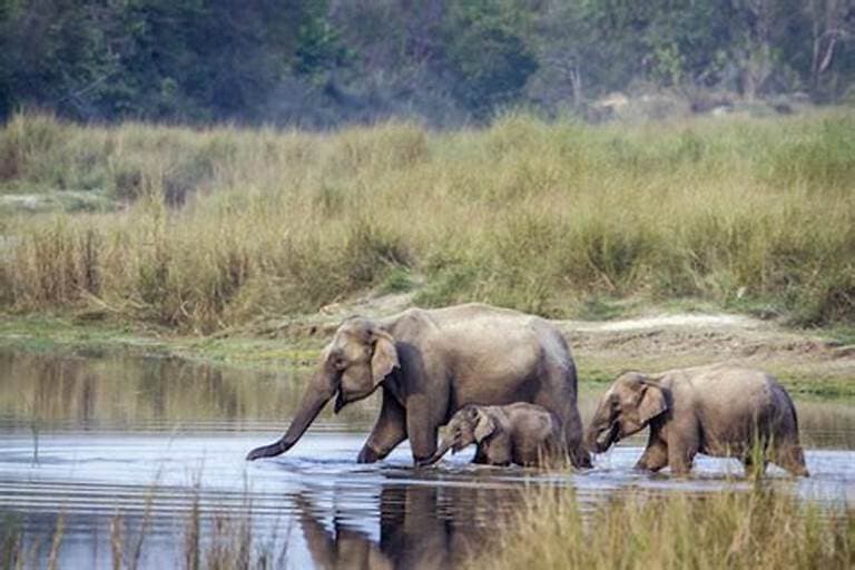 Central India Wildlife Tour